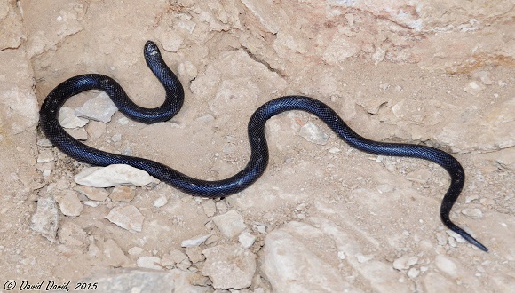 שרף עין גדי